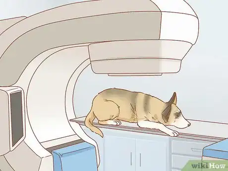 Image titled Shrink Tumors in Dogs Step 15