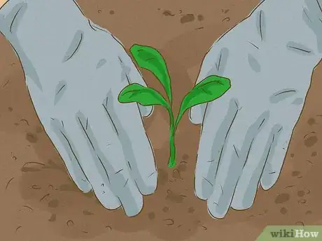 Image titled Plant Vines Step 10