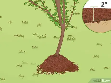 Image titled Grow a Plum Tree Step 16
