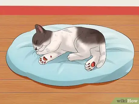Image titled Teach Your Kitten to Be Calm and Relaxed Step 12