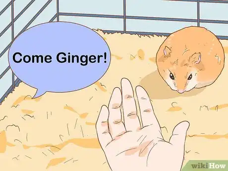 Image titled Train Your Hamster to Come when You Call Step 4