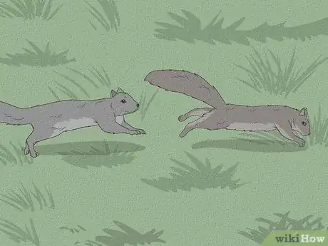 Image titled Why Do Squirrels Chase Each Other Step 1