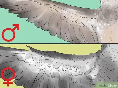 Image titled Determine the Sex of African Grey Parrots Step 4