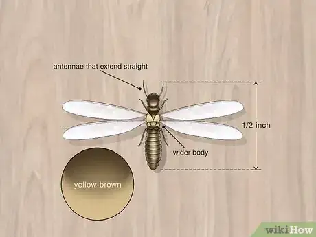 Image titled Kill Flying Termites Step 1
