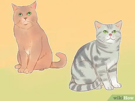 Image titled Identify Cats Step 7