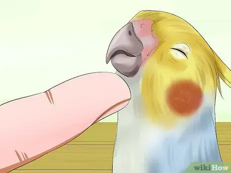 Image titled Massage a Cockatiel Step 3