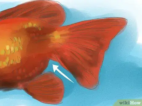 Image titled Tell if Your Goldfish Is a Male or Female Step 5