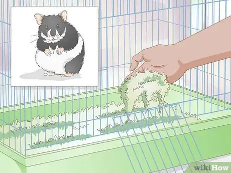 Image titled Deal with Baby Hamsters Step 2