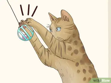 Image titled Identify a Bengal Cat Step 4