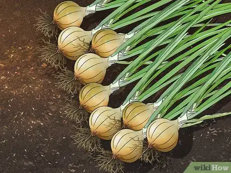 Image titled Grow Sweet Onions Step 14