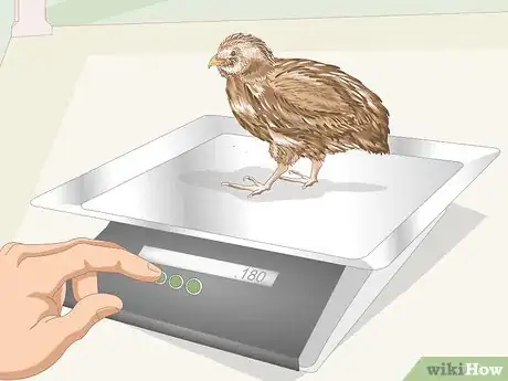 Image titled Know if Your Quail Is Sick Step 11