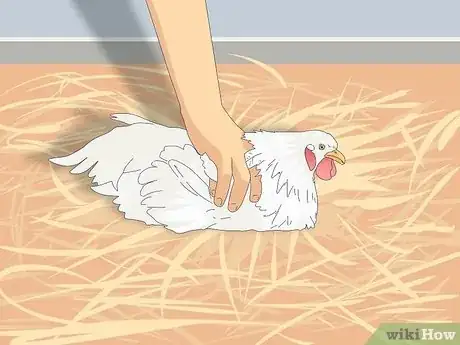 Image titled Humanely Kill a Chicken Step 1