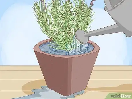 Image titled Plant Lavender in Pots Step 10