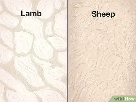 Image titled Lamb vs Sheep Step 3