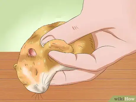 Image titled Cure Your Not Moving Hamster Step 6