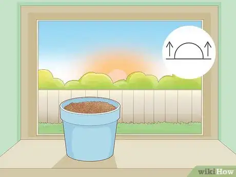 Image titled Grow Dates Indoors Step 11