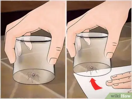Image titled Kill Spiders when You Have Arachnophobia Step 8