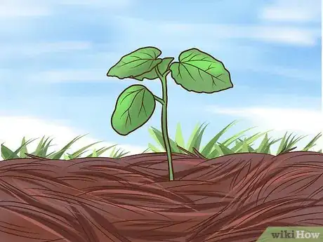 Image titled Grow Okra Step 8