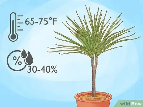 Image titled Grow Dracaena Marginata Step 6