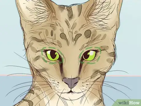 Image titled Identify a Savannah Cat Step 2