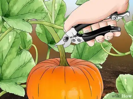 Image titled Grow a Pumpkin Step 12