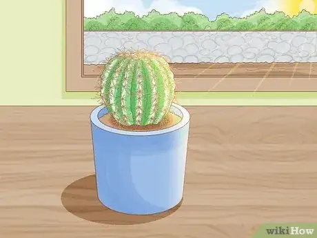 Image titled Grow Golden Barrel Cactus Step 13