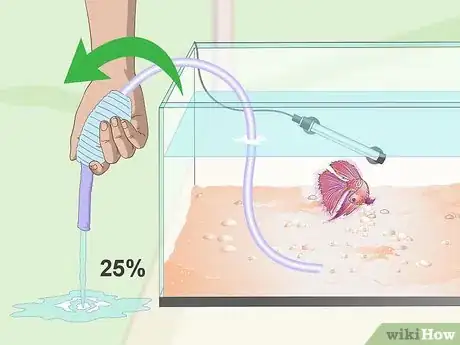Image titled Prevent and Treat Popeye in Betta Fish Step 1
