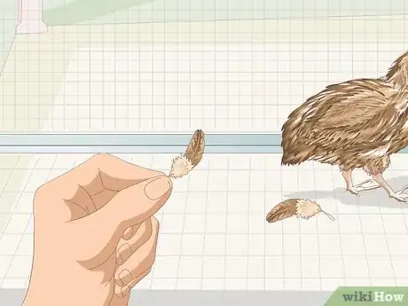Image titled Know if Your Quail Is Sick Step 5