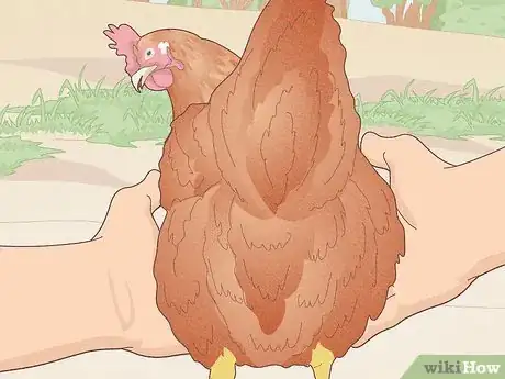 Image titled Catch a Chicken Step 6