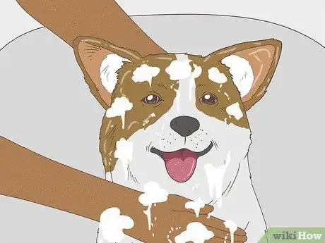 Image titled Give a Small Dog a Bath Step 10