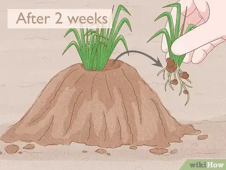 Image titled Grow Adlai Rice Step 10