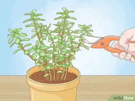 Image titled Prune a Jade Plant Step 6