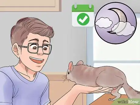 Image titled Play with Your Pet Chinchilla Step 10