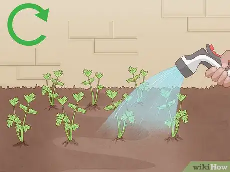 Image titled Grow Celery Step 12