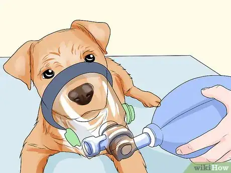 Image titled Handle Aspiration Pneumonia in Young Puppies Step 3