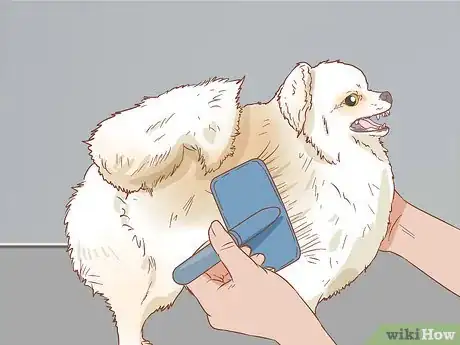 Image titled Take Care of a Pomeranian Step 11
