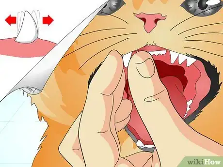 Image titled Check Your Cat's Teeth Step 5
