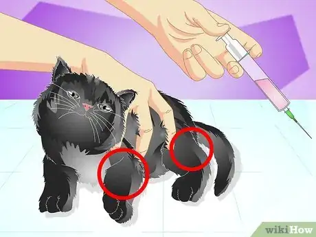 Image titled Vaccinate a Kitten Step 12