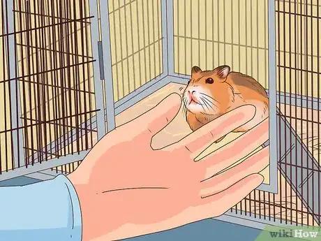 Image titled Care for a Hamster Step 20