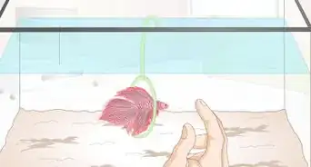 Play With Your Betta Fish