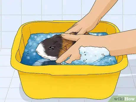 Image titled Treat an Impacted Guinea Pig Step 5