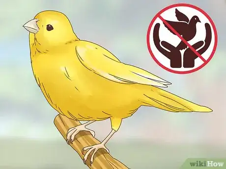 Image titled Choose a Canary Step 1