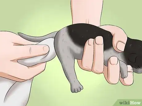 Image titled Make a Kitten Poop Step 3