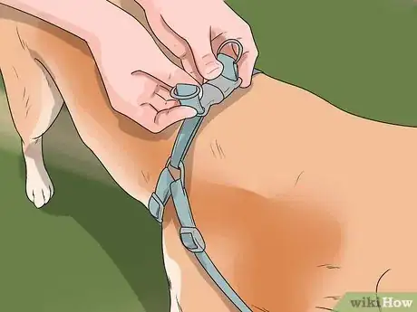 Image titled Put on a Puppy Harness Step 6