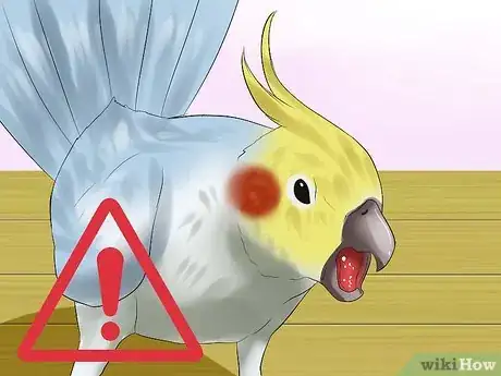 Image titled Massage a Cockatiel Step 9