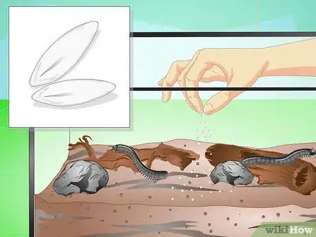 Image titled Make a Millipede Habitat Step 12