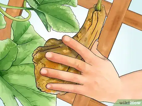 Image titled Grow Gourds Step 15