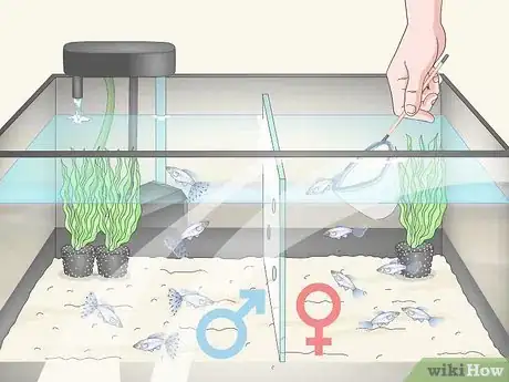 Image titled Care for Baby Guppies Step 18