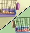 Determine the Sex of a Dwarf Hamster