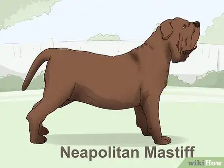 Image titled Identify a Mastiff Step 15
